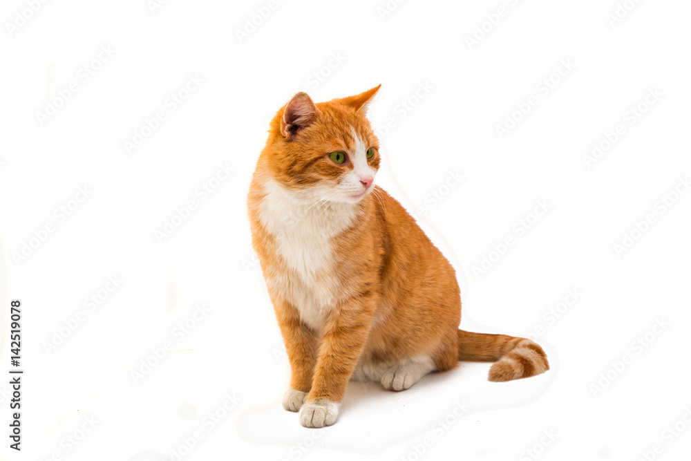Red cat isolated