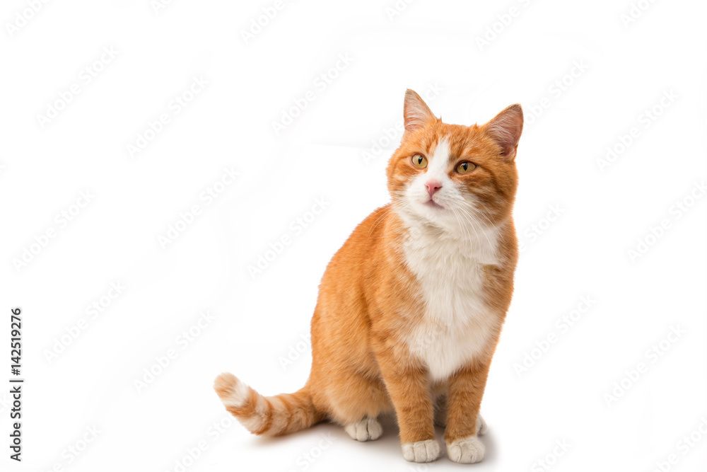 Fototapeta premium Czerwony kot odizolowywający