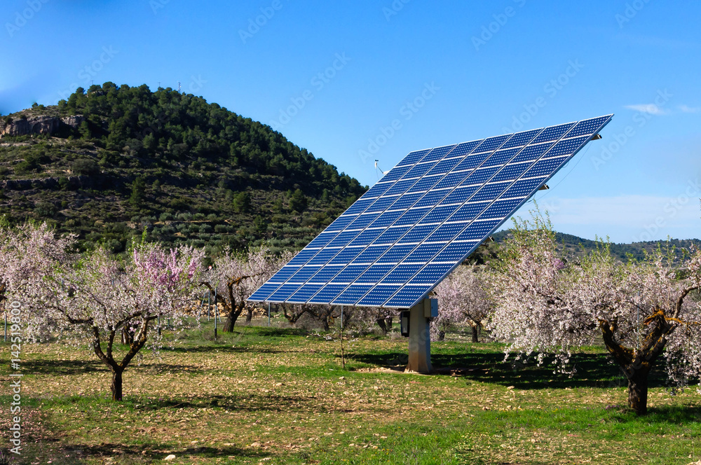 solar panels in the field of almond trees in blossom