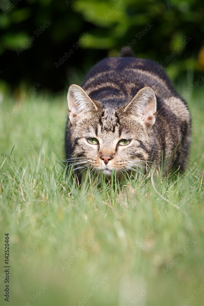 Katze auf der Jagd Katze auf der Jagd