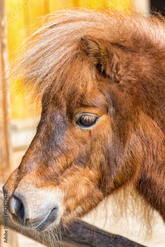 Brown pony looks over the demarcation of the paddock