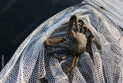 Crab in Net