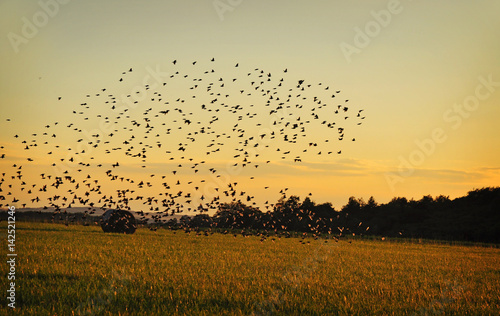 A flock of birds Starlings