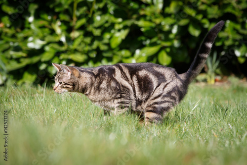 Katze auf der Jagd