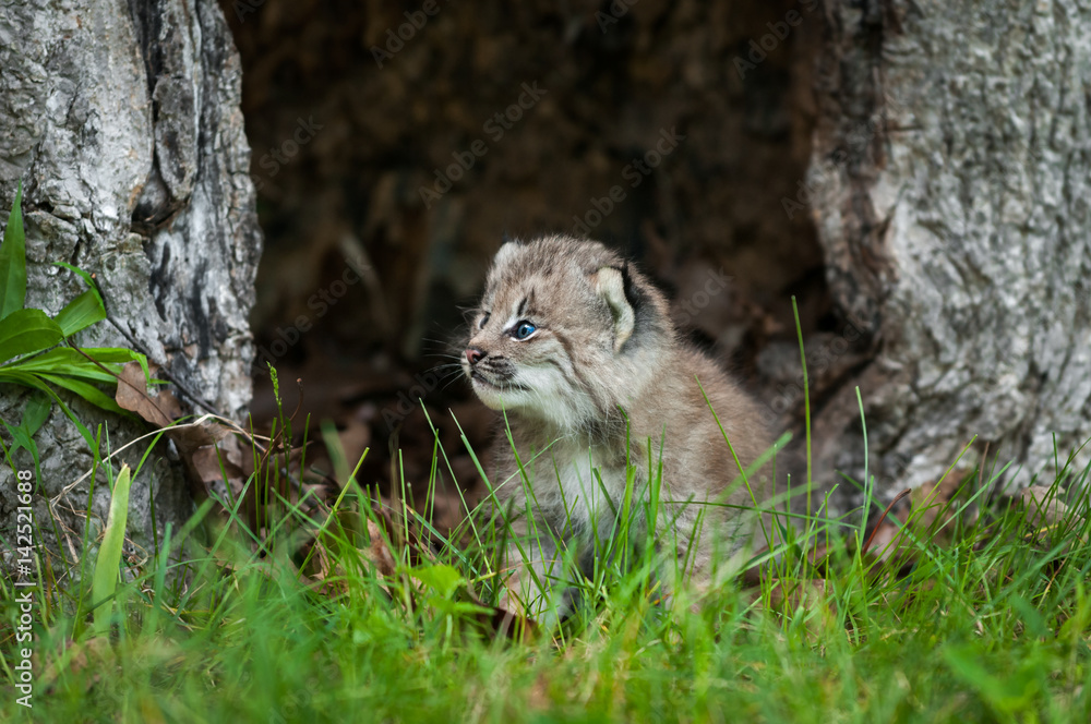 Fototapeta premium Canada Lynx (Lynx canadensis) Kitten Looks Left in Hollow Tree