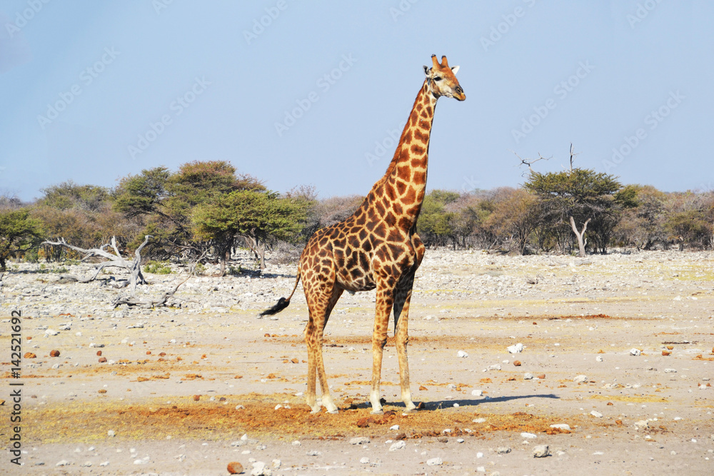 Obraz premium Giraffe in Etosha National Park