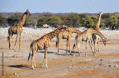 Giraffe in Etosha National Park