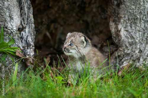 Canada Lynx (Lynx canadensis) Kitten Looks Left in Hollow Tree
