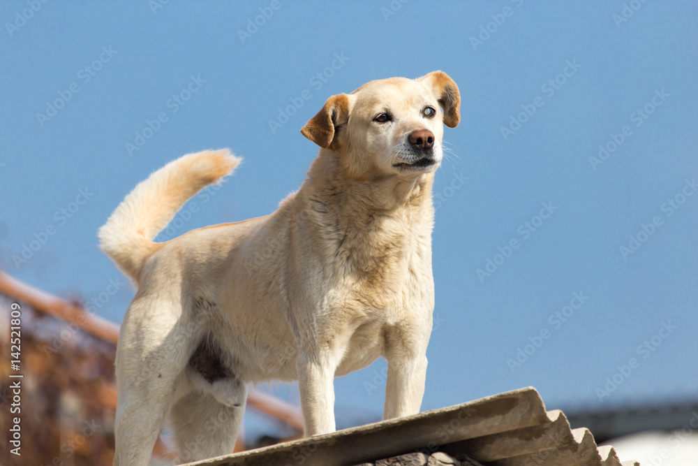 Dog on the roof of the house