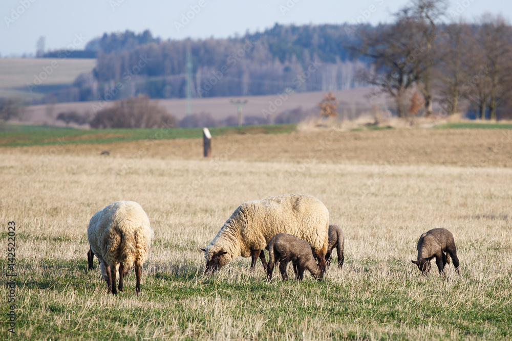 Sheep with lambs on pasture, spring time