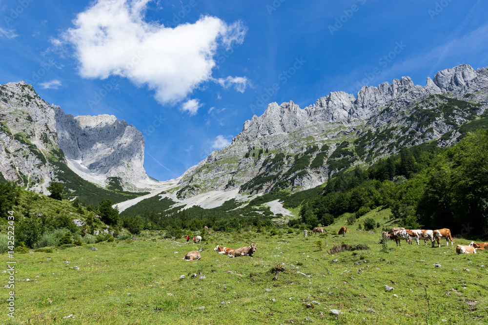 Idyllic mountain landscape with cows in the alps. Austria, Kaiser Mountains, Tyrol