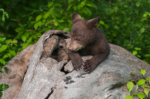Black Bear Cub (Ursus americanus) Appears to Pray in Log
