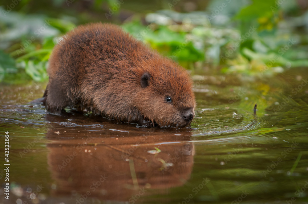 Naklejka premium North American Beaver Kit (Castor canadensis) Reflected in Water