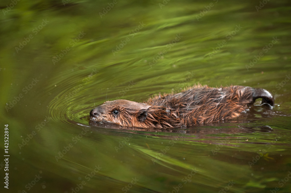 North American Beaver Kit (Castor canadensis) Swims Left North American Beaver Kit (Castor canadensis) Swims Left