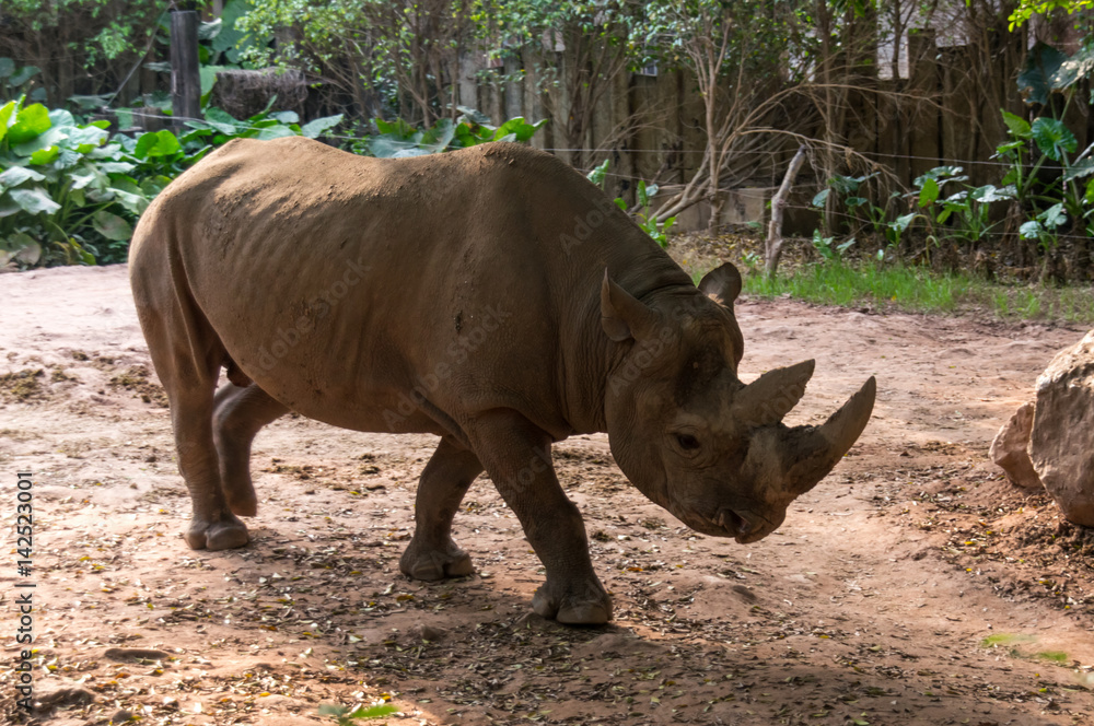 Naklejka premium Large rhinoceros is walking in the park in China 