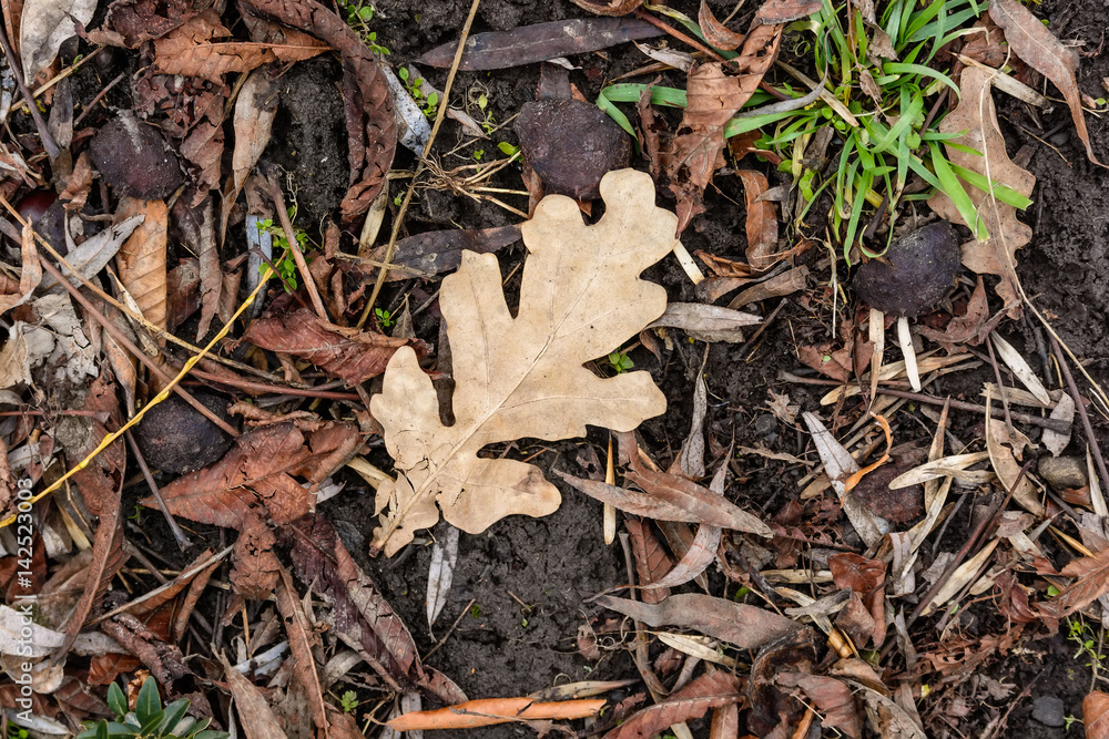 Single leaf on background from autumn foliage Single leaf on background from autumn foliage
