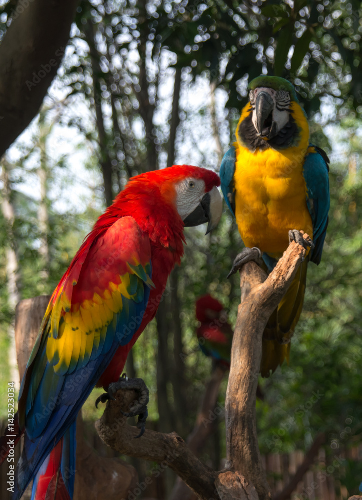 A couple of bright parrots in the China Zoo

