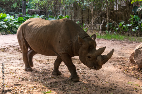 Large rhinoceros is walking in the park in China  