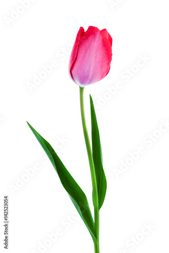 Pink tulip spring flower isolated on white background