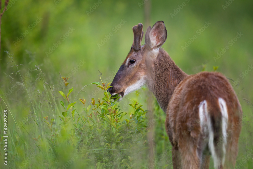 Fototapeta premium Deer Eating Leaves