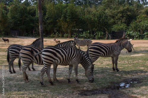 The group of zebras is walking in the safari park  