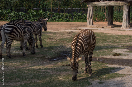 The group of zebras is walking in the safari park
