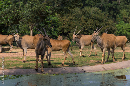 The group of antelopes is walking in the safari park near the lake   © yashka7