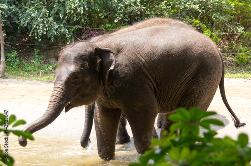 Photography Two big elephants are playing in the tropical river