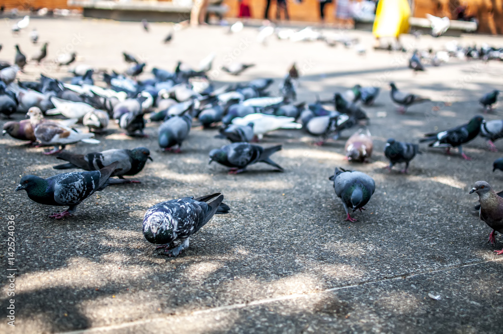 Obraz premium piccioni in piazza