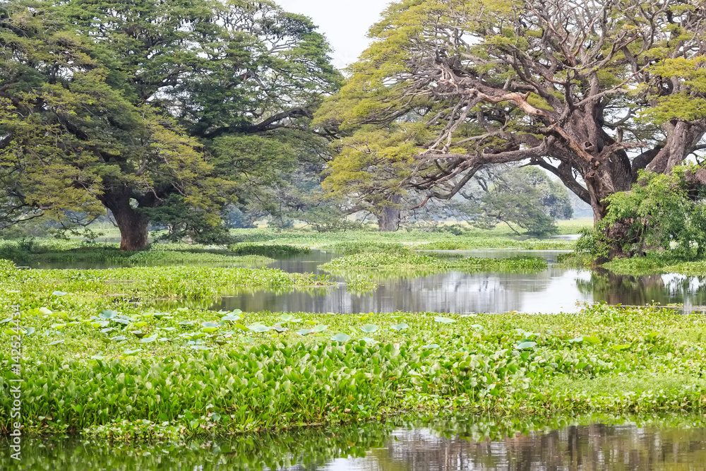 Green tropical marshland in Sri Lanka
