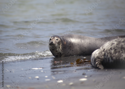 Halichoerus grypus