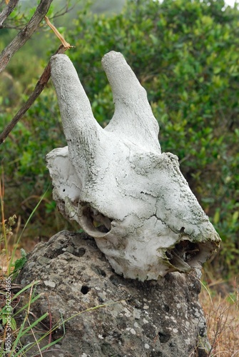 Antelope skull in the Empakai Crater, Great Rift Valley, Tanzania, Eastern Africa