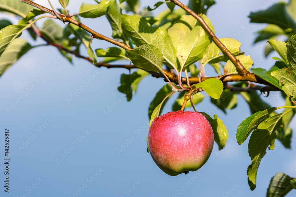 Apple fruit on branch