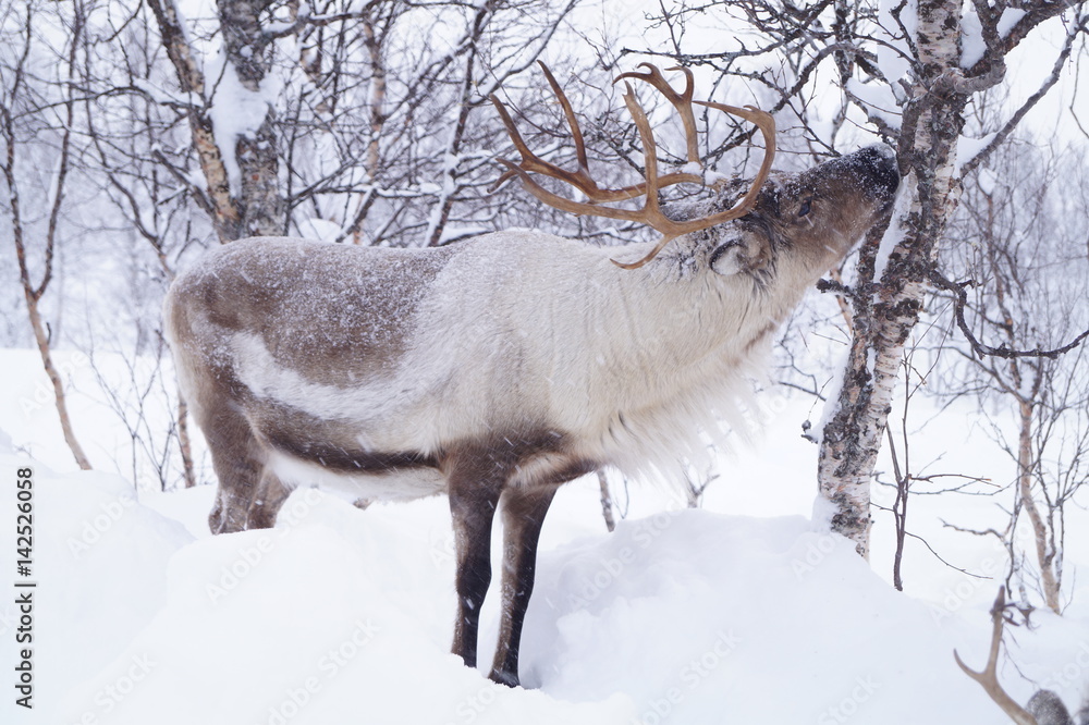 Obraz premium Wildlife.