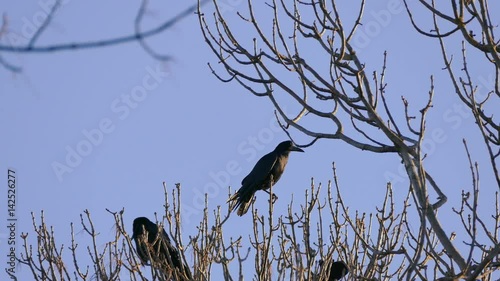 Rook, a flock of black migratory birds for nesting. photo