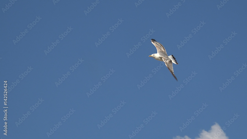 Obraz premium flying seagull on blue sky