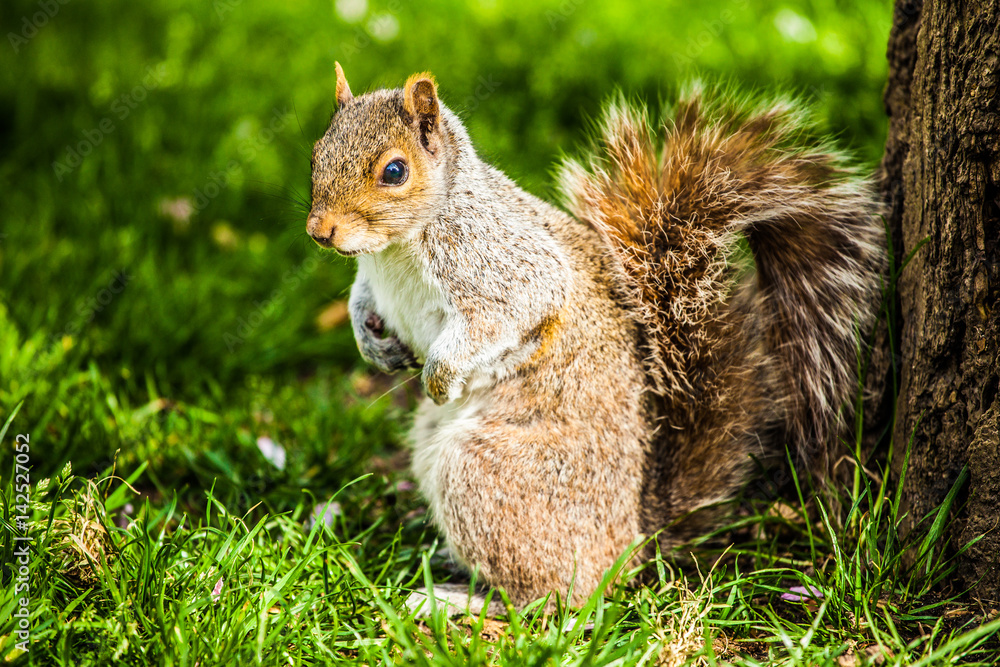 Obraz premium Squirrel