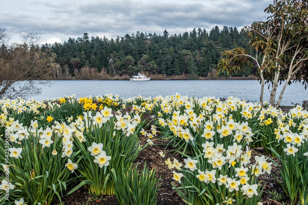 Fototapeta premium Lake Washington Daffodils 3