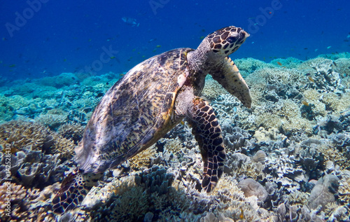 Marine turtle on Gili Meno  Indonesia