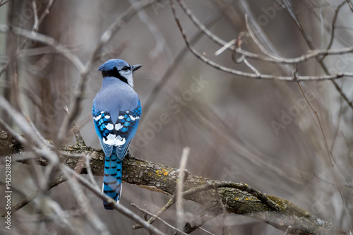 Lone Jay