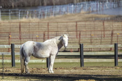 Beautiful white horse. © Gregory Johnston