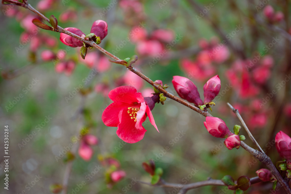 Blooming Japanese quince in Crimea Blooming Japanese quince in Crimea