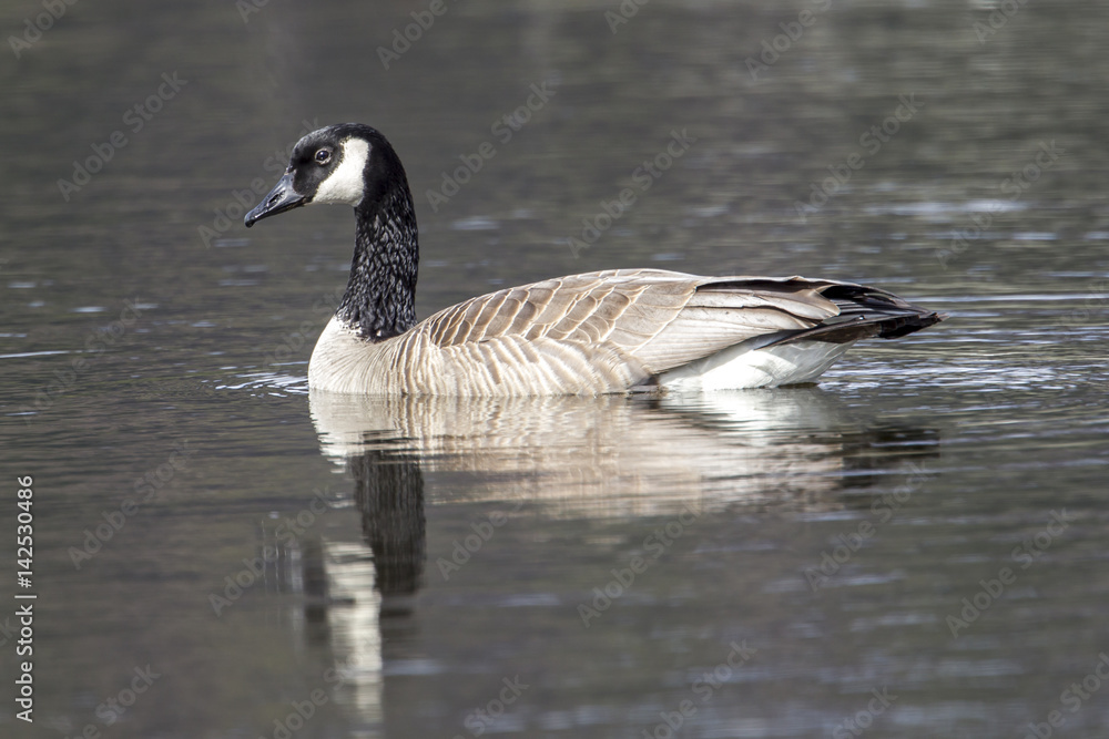 Side view of swimming goose.