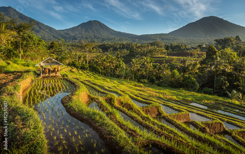Rice Field Farming © jamezphillips