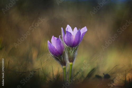 Purple pasque flower blooming in the meadow