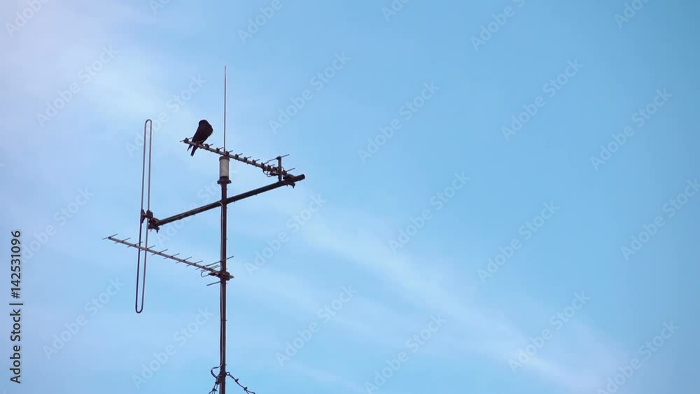 High quality video of bird sitting on tv antenna in 4K High quality video of bird sitting on tv antenna in 4K