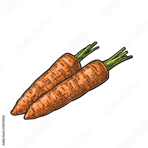 Two carrots. Vector color vintage engraved illustration isolated on white background
