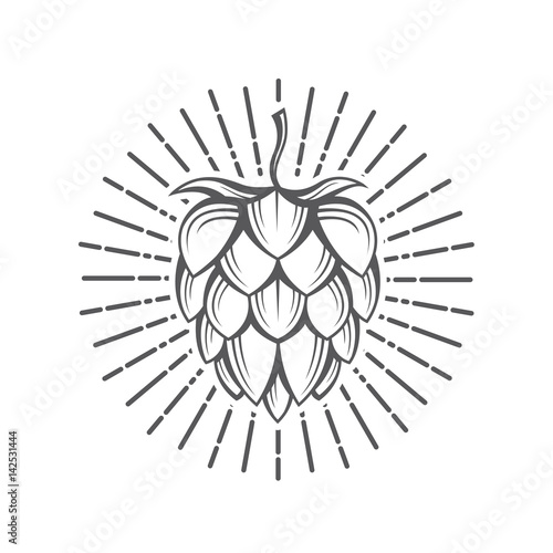 illustration of hops for brewing
