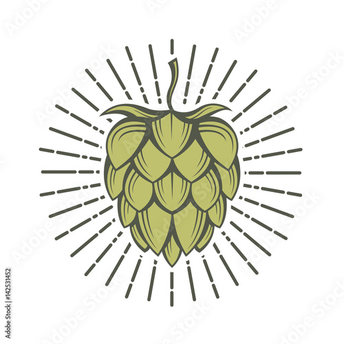 illustration of hops for brewing
