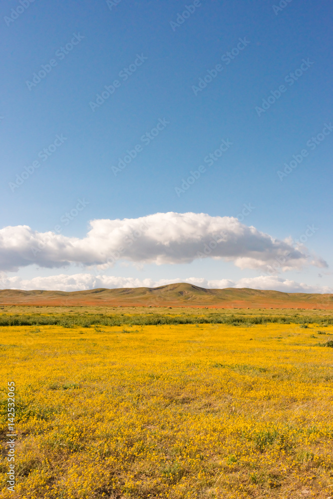 Yellow flowers with poppy bloom at California Poppy Reserve, Lancaster, CA